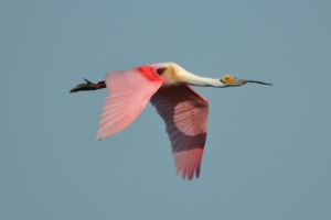 Roseate Spoonbill