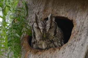 Eastern Screech Owl