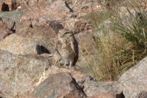 Burrowing Owl - Tucson, Arizona