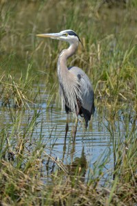 Great Blue Heron