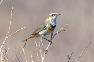 Specialty of the far north (Koukarag Road, Nome, Alaska)