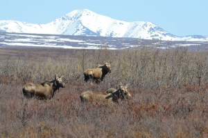 Koukarag Road, Nome, Alaska