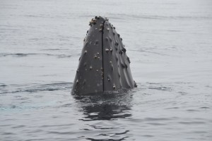 Humpback whale "spy hopping"