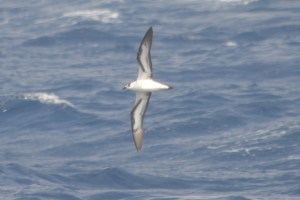 Black-capped Petrel