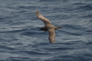 Herald (Trindade) Petrel