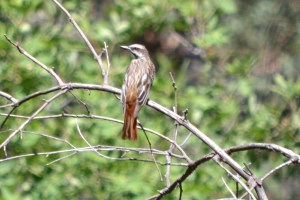 Sulphur-bellied Flycatcher (Madera Canyon, Arizona)