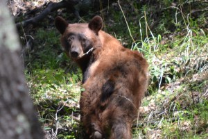 A brown Black bear in Madera Canyon