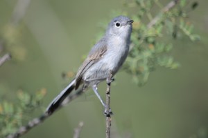 Black-capped Gnatcatcher (female in Montosa Canyon)