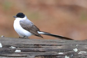 Fork-tailed Flycatcher (Lyme, Ct)