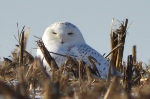 Snowy Owl (New Holland, Pa)