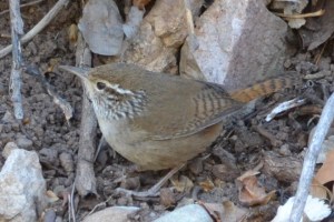Sinaloa Wren (Ft. Huachuca, AZ)....#688