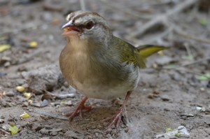 Olive Sparrow (Sabal Palm Sanctuary, TX)