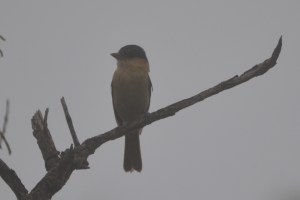 Rose-throated Becard.... Sabal Palm Sanctuary, Texas (#693)