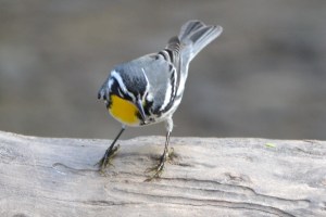 Yellow-throated Warbler (Sabal Palm Sanctuary, Tx)