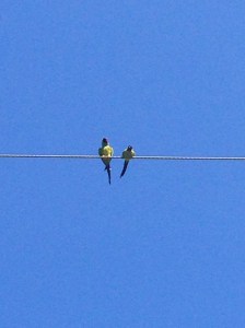 Nanday Parakeets