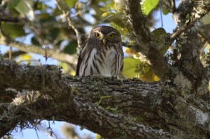 Ferruginous Pygmy-Owl (King Ranch, Norias, Tx)