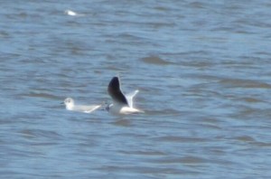 Little Gull (Wrightsville, Pa)