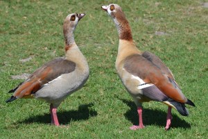Egyptian Geese (Key Biscayne, Fla)