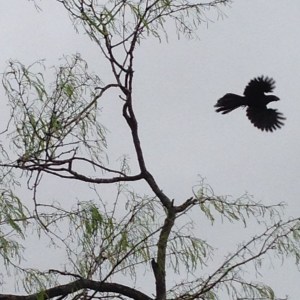 Groove-billed Ani (Laguna Atascosa NWR, Tx)....photographed with I-phone!