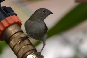 Black-faced Grassquit (LONG KEY STATE PARK, FLA)