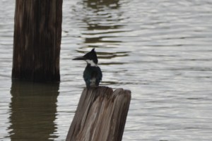 Amazon Kingfisher officially in the USA