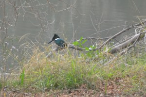 Amazon Kingfisher (code 5!)....still in Mexico