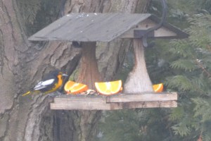 Black-backed Oriole (endemic to Central Mexico)