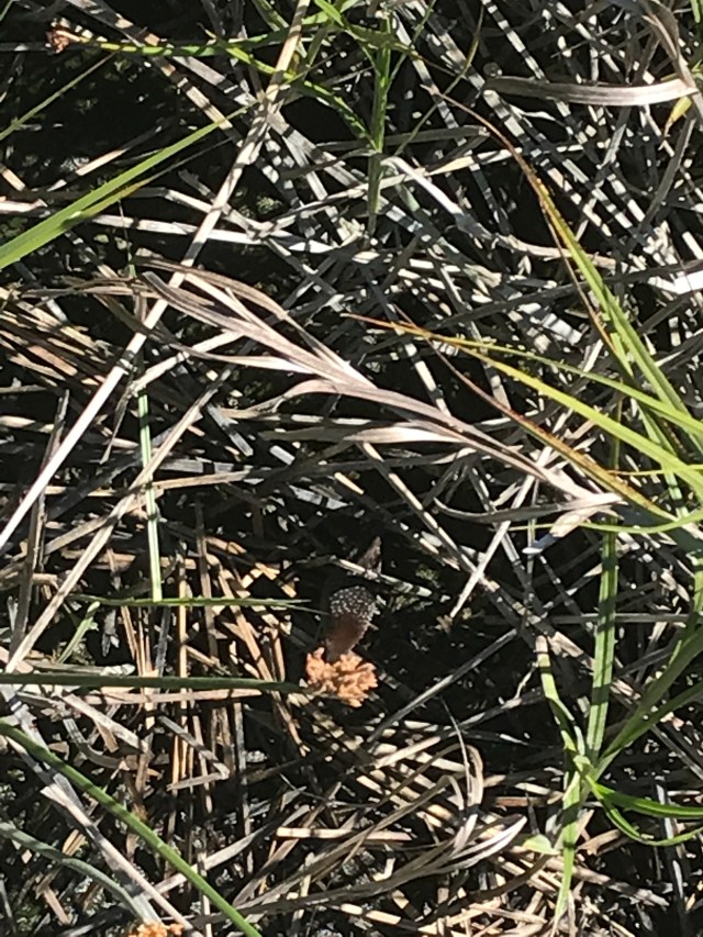 Black Rail (looking down at it back)