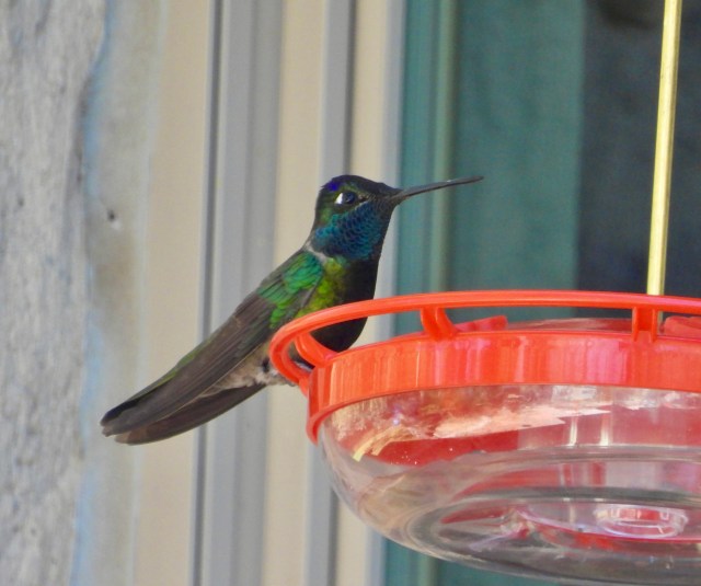 RIVOLI’S HUMMINGBIRD (Ramsey Canyon Inn, Hereford, Arizona)